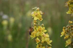 Abeille sur fleur jaune miel de La Alcarria