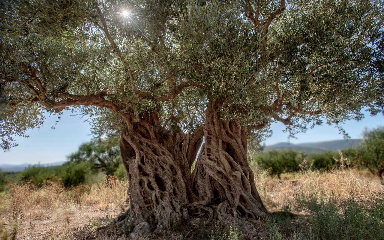 AOP Olives de Kalamata - Olivier pluri-centenaire à Sterna, Messénie. Green Land coopérative oléicole.