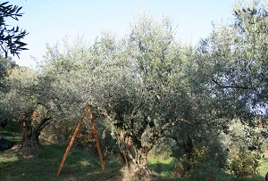 AOP huile d'olive de Haute-Provence - variété aglandau, Manosque, Sainte-Roustagne, Originel