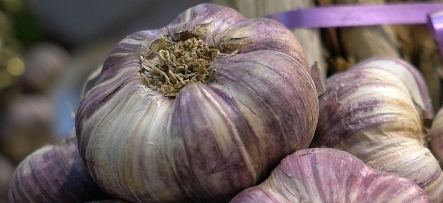 Ail violet de Cadours AOP, appellation d'origine protégée