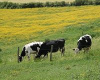 Auvergne_280x254_Vaches_paturage