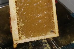 Cadre hausse de miel de Provence IGP label rouge désoperculé, apiculteur récoltant S. Laville
