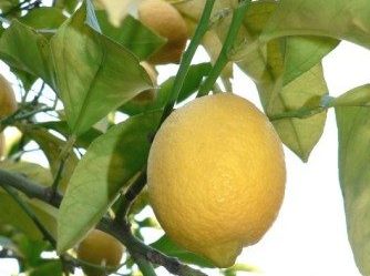 Citron de Menton IGP jaune, grandes feuilles lancéolées vert clair