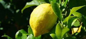 Citron de Menton IGP sur citronnier à Grasse