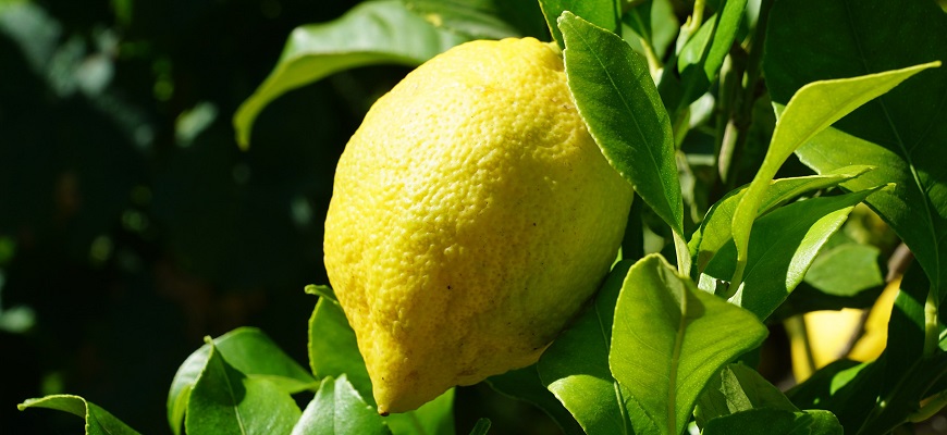 Citron de Menton IGP sur citronnier à Grasse