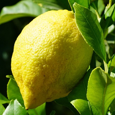 Citron de Menton IGP avec feuille lancéolée