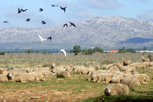 Troupeau de moutons dans le Crau