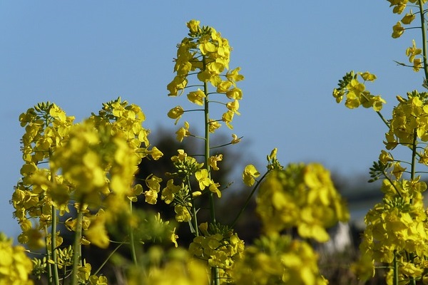 Moutarde de Bourgogne IGP Gros plan hampe florale de moutarde