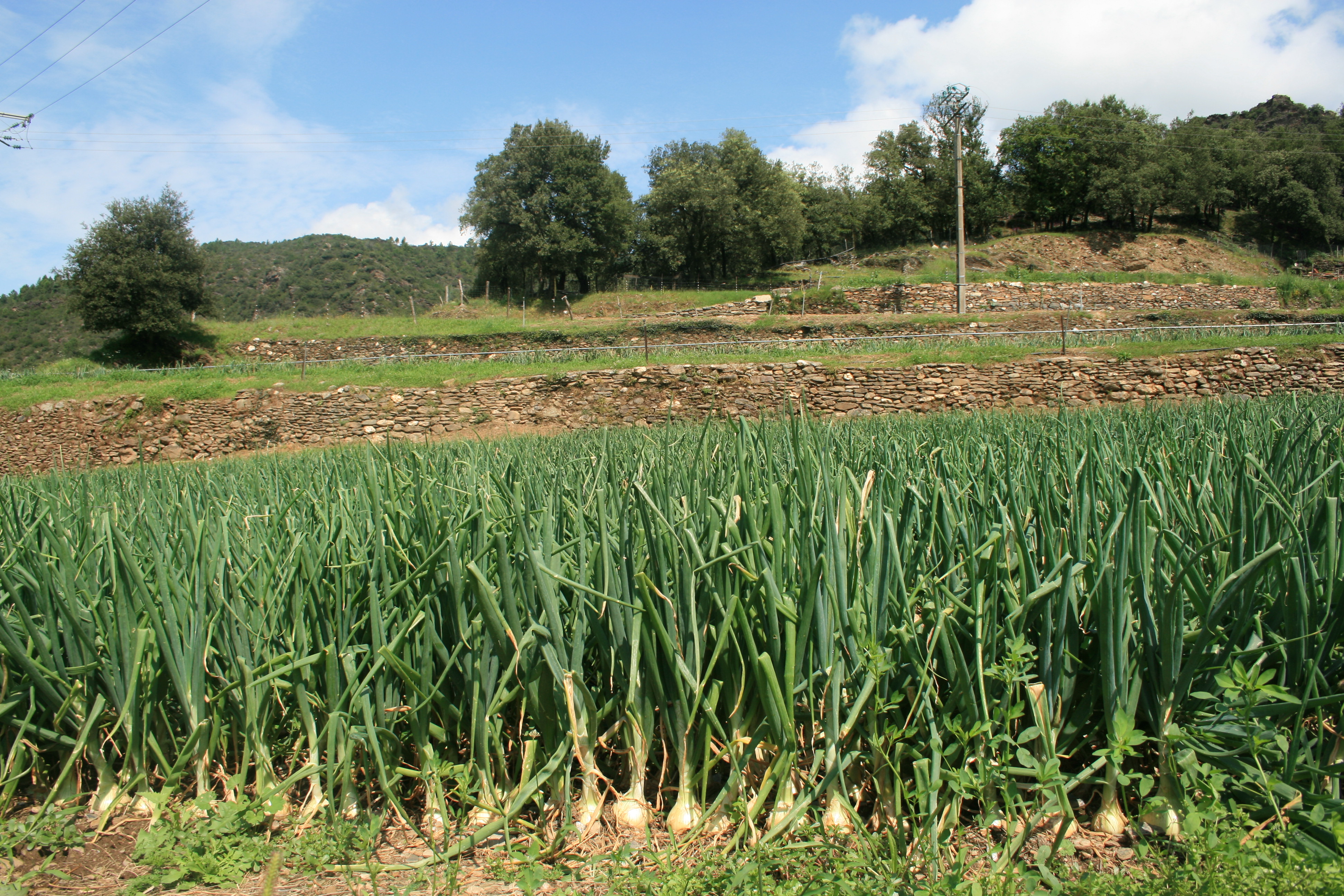 AOP Oignon Doux Cévennes