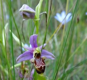 Orchidée sauvage, pré du Bas Languedoc