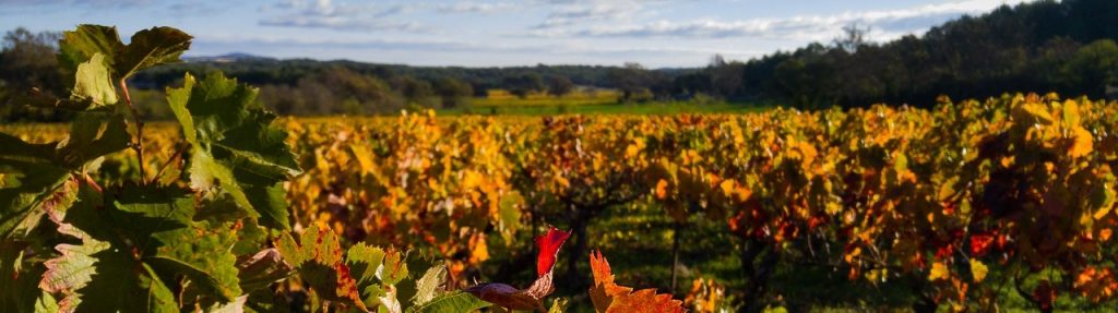 Le Bas-Languedoc, vignes à l'automne