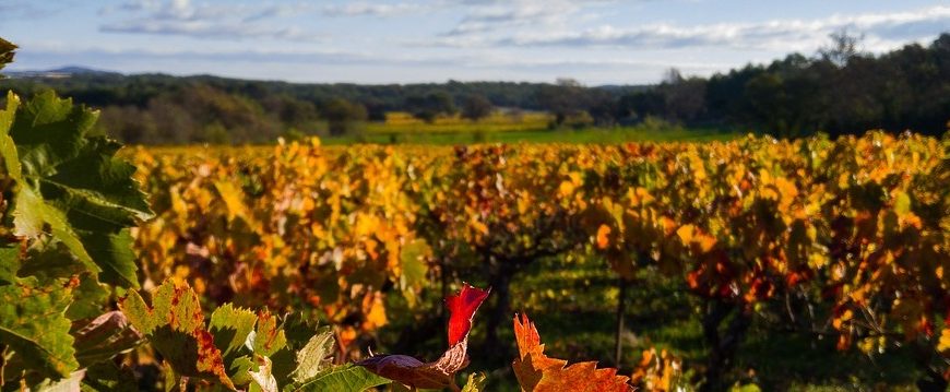 Le Bas-Languedoc, vignes à l'automne