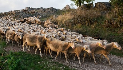 LR_Languedoc_400x228_TroupeauBrebis_SourceGeo