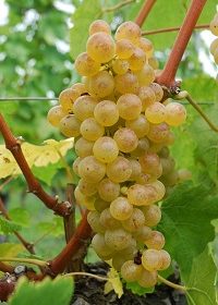 Grappe Chasselas de Moissac