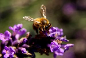 miel de Provence igp abeille sur fleurs de lavande