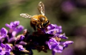 abeille sur fleur de lavande