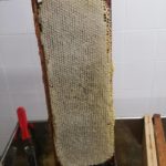 miel de Provence IGP cadre de hausse sorti de ruche avant désoperculation - Sébastien Laville apiculteur à Forcalquier