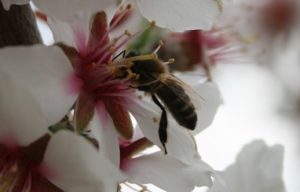 miel de Porvence abeille sur fleur d'amandier