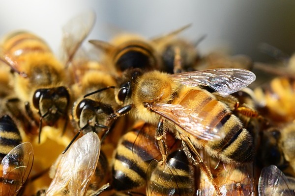 IGP Miel des Cévennes, abeilles domestiques Apis melliferaen gros plan