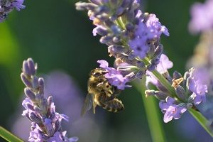 miel de Provence igp abeille sur fleurs de lavande