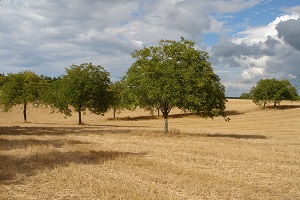 AOP Noix du Périgord Verger Noix du Périgord AOP Dordogne