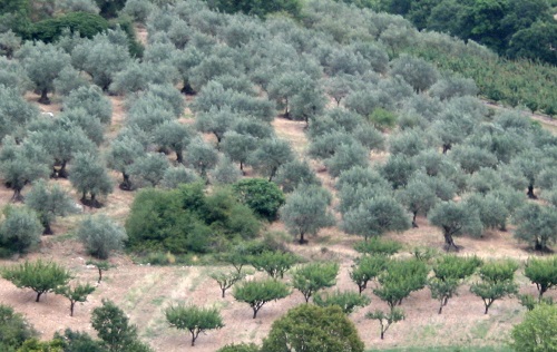 Verger d'oliviers - olives noires de Nyons AOP