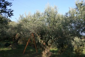 AOP huile d'olive de Haute-Provence Arbre Aglangau dans Olivette à Manosque, récolte manuelle à l'aide d'un trépier