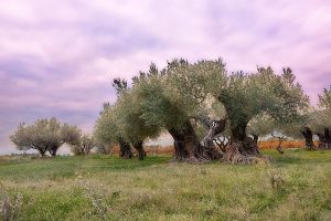 AOC huile d'olive de Provence, olivier centenaire au tronc divisé par le gel , à Puget
