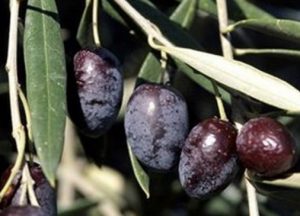 Olives noires Cailletier, pour production des AOC olive de Nice et pâte d'olive de Nice
