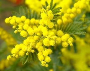 Mimosa en floraison, fleur emblématique du carnaval de Nice et espèce possible pour la demande de reconnaissance IGP Fleurs de Nice