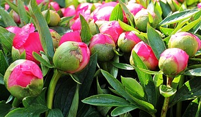 Pivoines en boutons, marché aux fleurs de Nice. Une des 7 espèces retenues pour la demande de reconnaissance IGP "Fleurs coupées de Nice"