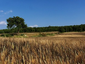 Champ de blé, Maine-et-Loire
