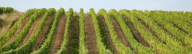 vignoble de Loire