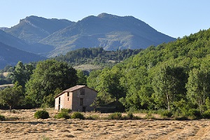 Champ de petit épeautre de Haute Provence