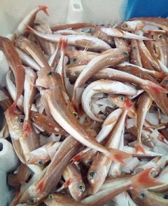 Soupe rouge de la mer label rouge poisson principal grondins