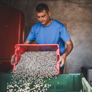 Récolte manuelle des pistaches de Bronte AOP - Nicola Maio renverse la récolte