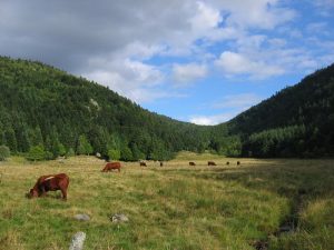 Territoire Velay Elevage Bovins