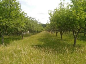 cidre du Perche AOP Lacour-Veyranne - Verger haut de tiges