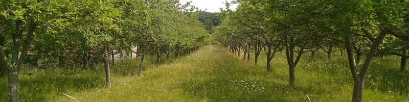 cidre du Perche AOP Lacour-Veyranne - Verger haut de tiges