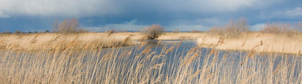 Panoramique Camargue