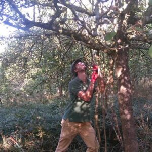 cidre du Perche AOP Lacour-Veyranne remise en état vieux arbres