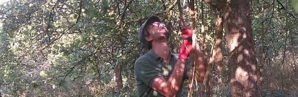 cidre du Perche AOP Lacour-Veyranne remise en état vieux arbres