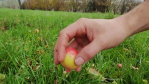 cidre du Perche AOP Lacour-Veyranne - ramassage petite pomme à cidre