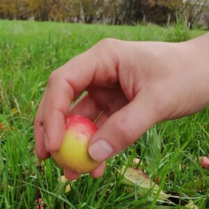 Cidre du Perche AOP Lacour-Veyranne - Cuvée les Vergers oubliés cueillette de pomme variété ancienne