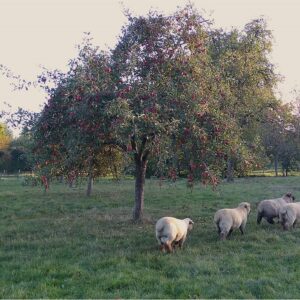 Cidre du Perche AOP Lacour-Veyranne Pommier et moutons dans la brume