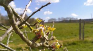 cidre du Perche AOP Lacour-Veyranne - bourgeon pommier