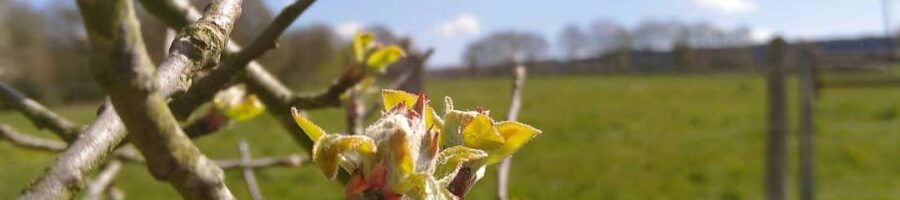 cidre du Perche AOP Lacour-Veyranne - bourgeon pommier