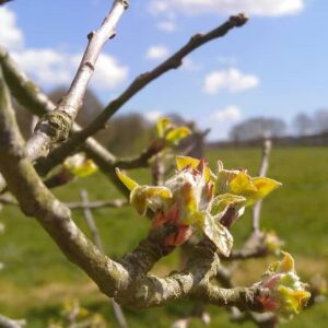 Cidre du Perche AOP Lacour-Veyranne - Bourgeon sur pommier