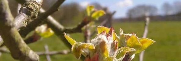 Cidre du Perche AOP Lacour-Veyranne - Bourgeon sur pommier