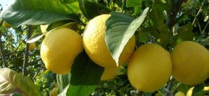 Le Pomelo de Corse IGP